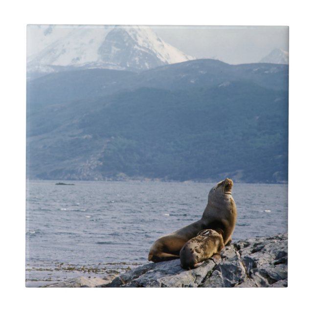 Sea lions in beagle channel - Argentina Ceramic Tile (Front)