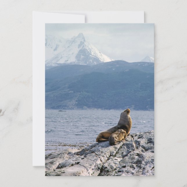 Sea lions in beagle channel - Argentina Invitation (Front)