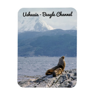 Sea lions in beagle channel - Argentina Magnet