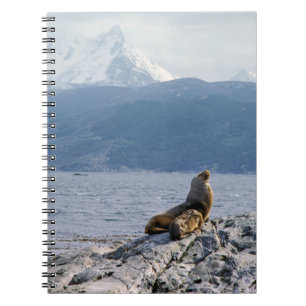 Sea lions in beagle channel - Argentina Notebook