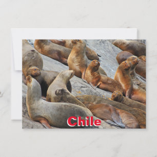 Sea lions in Patagonia, Chile card