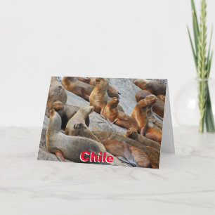 Sea lions in Patagonia, Chile Card