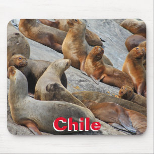 Sea lions in Patagonia, Chile Mouse Pad