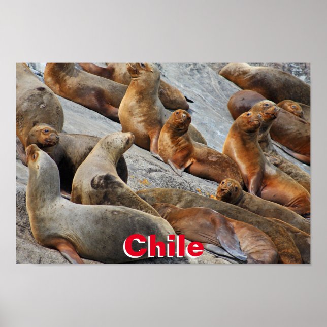 Sea lions in Patagonia, Chile Poster (Front)