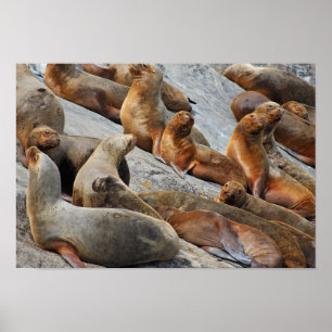 Sea lions in Patagonia, Chile Poster