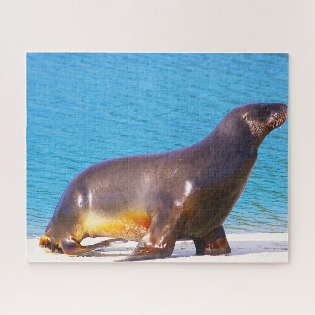Sea Lions Jigsaw Puzzle (Horizontal)