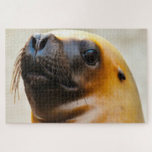 Sea Lions Jigsaw Puzzle