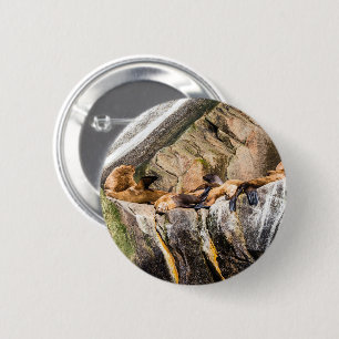 Sea Lions Laying On The Rocks 6 Cm Round Badge