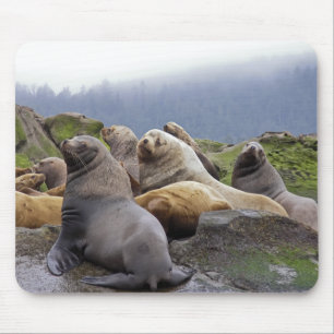Sea Lions - Mouse pad