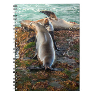 Sea Lions on Rocky Shore – Coastal Wildlife Art Notebook