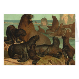Sea Lions on the Beach, Vintage Marine Life Animal