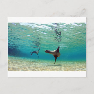 Sea lions playing underwater Galapagos Islands Postcard