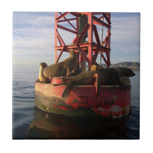 Sea Lions Relaxing on a Buoy in Dana Point Tile