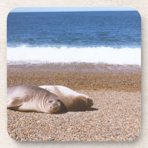 Sea Lions Resting on Beach Coaster
