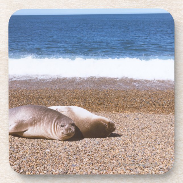 Sea Lions Resting on Beach Coaster (Front)