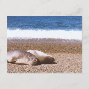 Sea Lions Resting on Beach Postcard