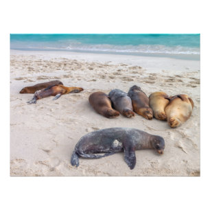 Sea Lions Resting on the Beach Photo Print