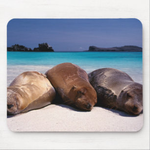 Sea Lions Sleeping On Beach   Ecuador Mouse Pad