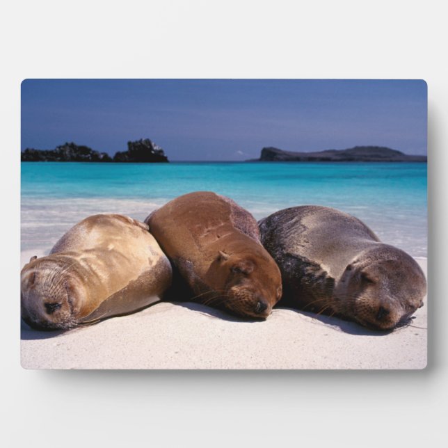 Sea Lions Sleeping On Beach | Ecuador Plaque (Front)