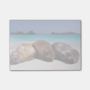 Sea Lions Sleeping On Beach Ecuador Post-it Notes