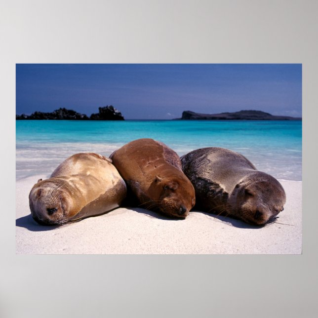 Sea Lions Sleeping On Beach | Ecuador Poster (Front)