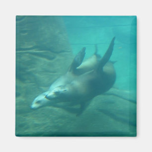 Sea Lions Square Magnet