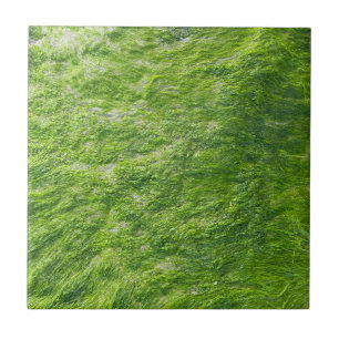Sea Moss Green Nature Grass Beach Nautical Ceramic Tile