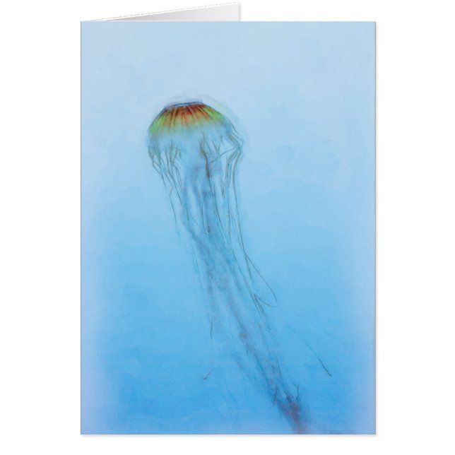 Sea Nettle (Front)