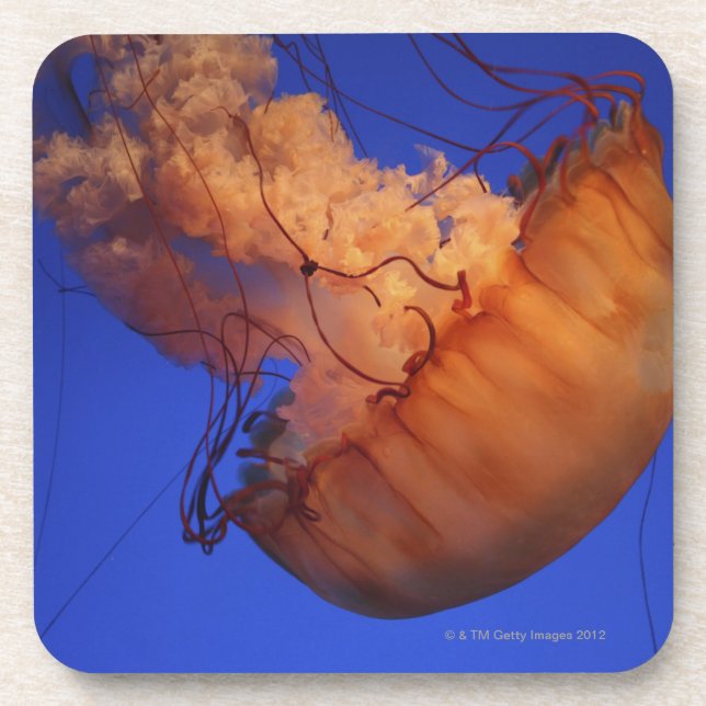 Sea nettle jellyfish coaster (Front)