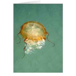 Sea Nettle Jellyfish Frameable Art Card