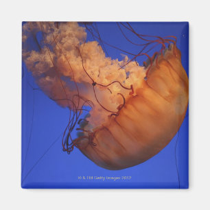 Sea nettle jellyfish magnet