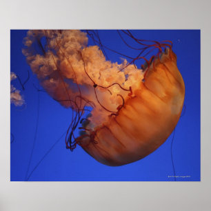 Sea nettle jellyfish poster