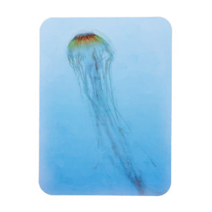 Sea Nettle Magnet