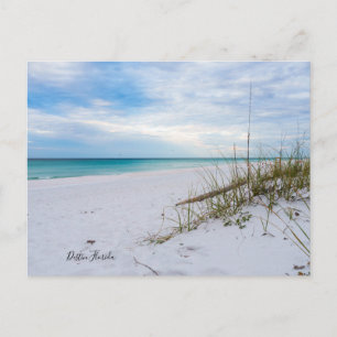 Sea Oats And White Sand Beach Morning Postcard