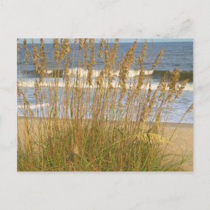Sea Oats Postcard