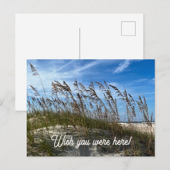 "Sea Oats" Postcard (Front/Back)