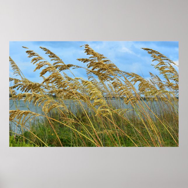 Sea Oats Poster (Front)