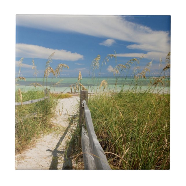 Sea oats Uniola paniculata) growing by beach Ceramic Tile (Front)