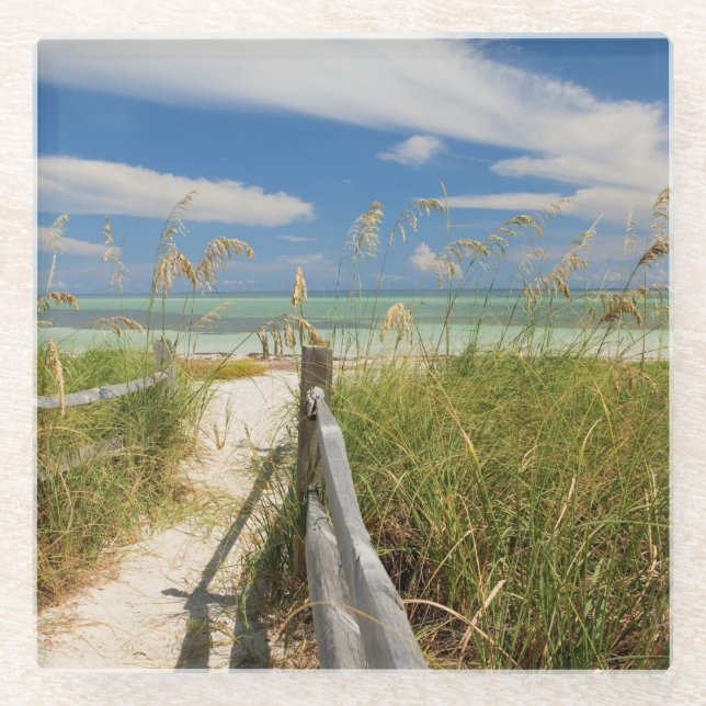 Sea oats Uniola paniculata) growing by beach Glass Coaster (Front)