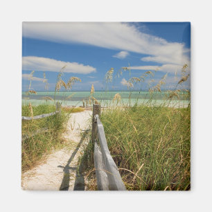 Sea oats Uniola paniculata) growing by beach, Magnet
