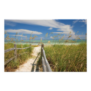 Sea oats Uniola paniculata) growing by beach, Photo Print