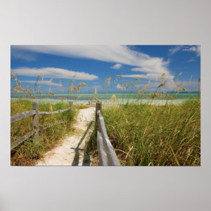 Sea oats Uniola paniculata) growing by beach, Poster