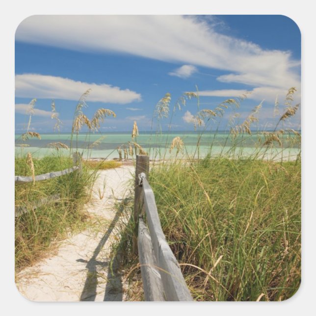 Sea oats Uniola paniculata) growing by beach, Square Sticker (Front)