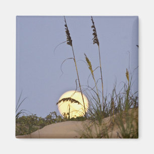 Sea Oats Uniola paniculata) growing on sand Magnet
