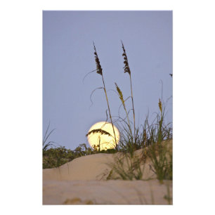 Sea Oats Uniola paniculata) growing on sand Photo Print