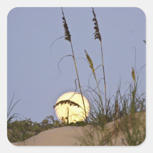 Sea Oats Uniola paniculata) growing on sand Square Sticker