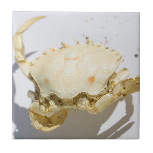 Sea Ocean Crab Shell texture structure details Ceramic Tile