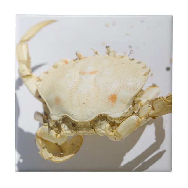 Sea Ocean Crab Shell texture structure details Ceramic Tile (Front)