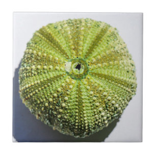 Sea Ocean Shell texture structure details Ceramic Tile