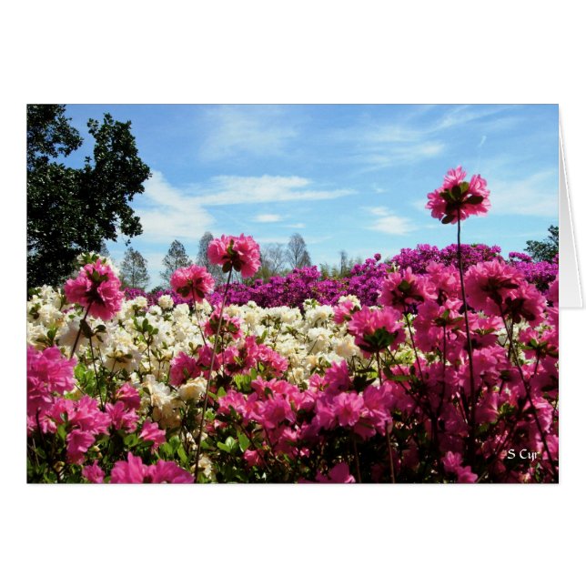 Sea of Azaleas, S Cyr (Front Horizontal)